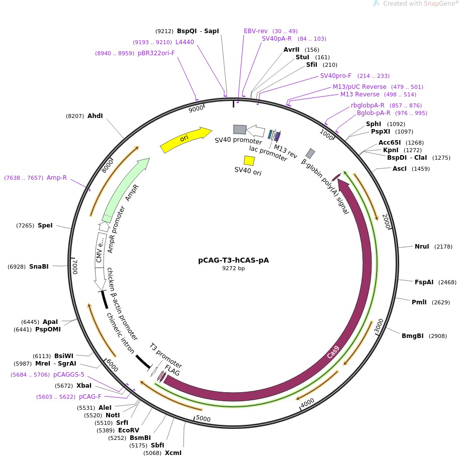pCAG-T3-hCAS-pA图片