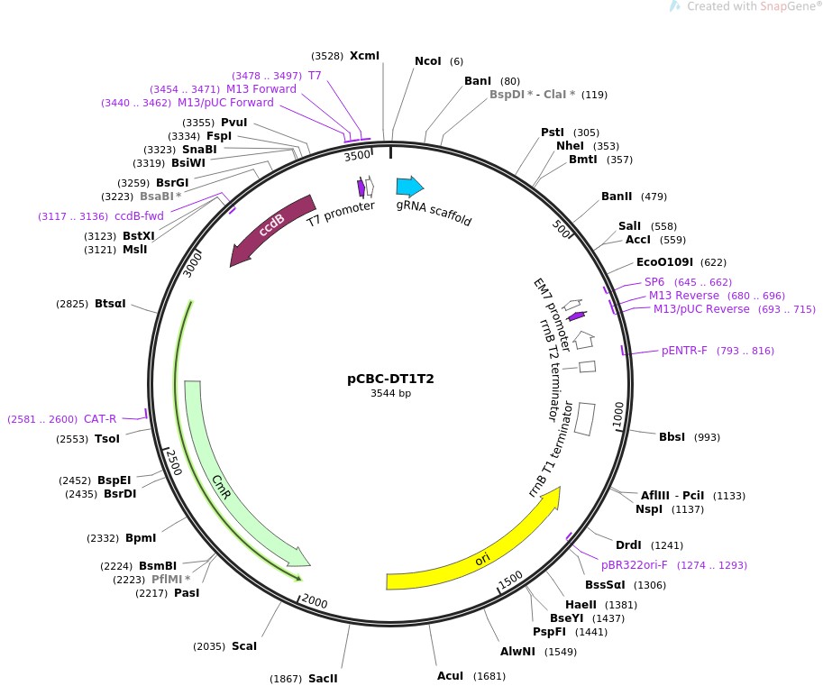 pCBC-DT1T2图片