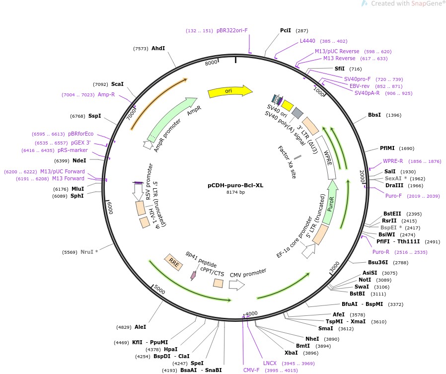 pCDH-puro-Bcl-XL图片