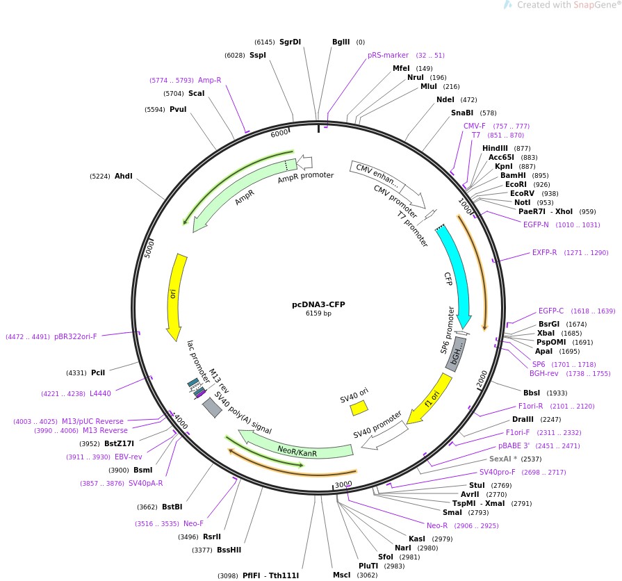 pcDNA3-CFP图片