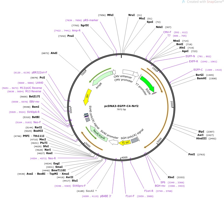 pcDNA3-EGFP-C4-Nrf2图片