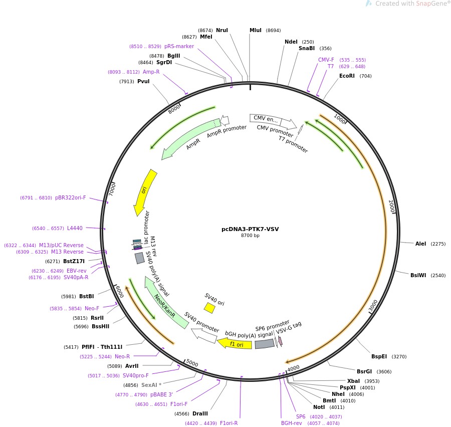 pcDNA3-PTK7-VSV图片