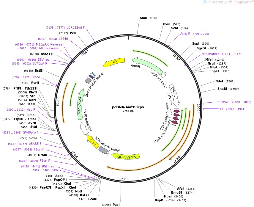 pcDNA-4mtD3cpv图片