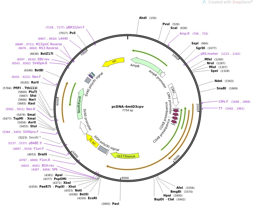 pcDNA-4mtD3cpvͼƬ