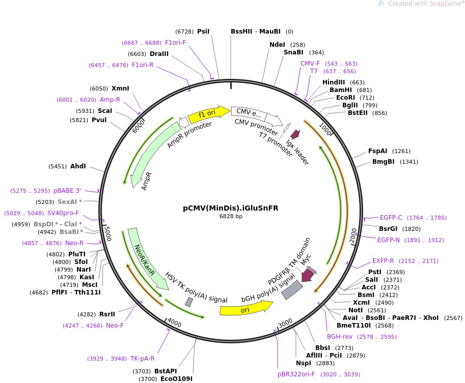 pCMV(MinDis).iGluSnFR图片
