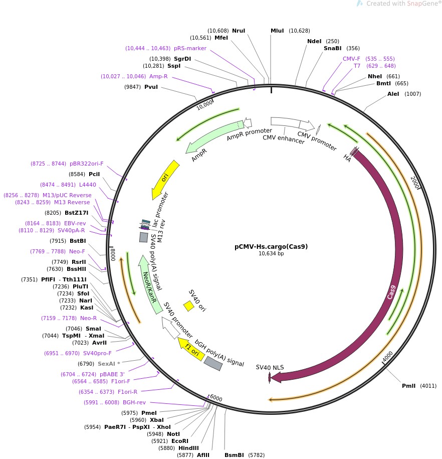 pCMV-Hs.cargo(Cas9)图片