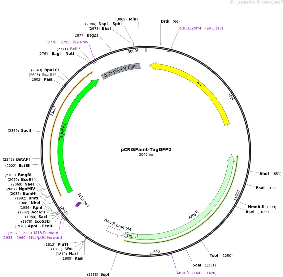 pCRISPaint-TagGFP2图片