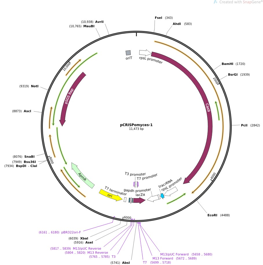 pCRISPomyces-1图片