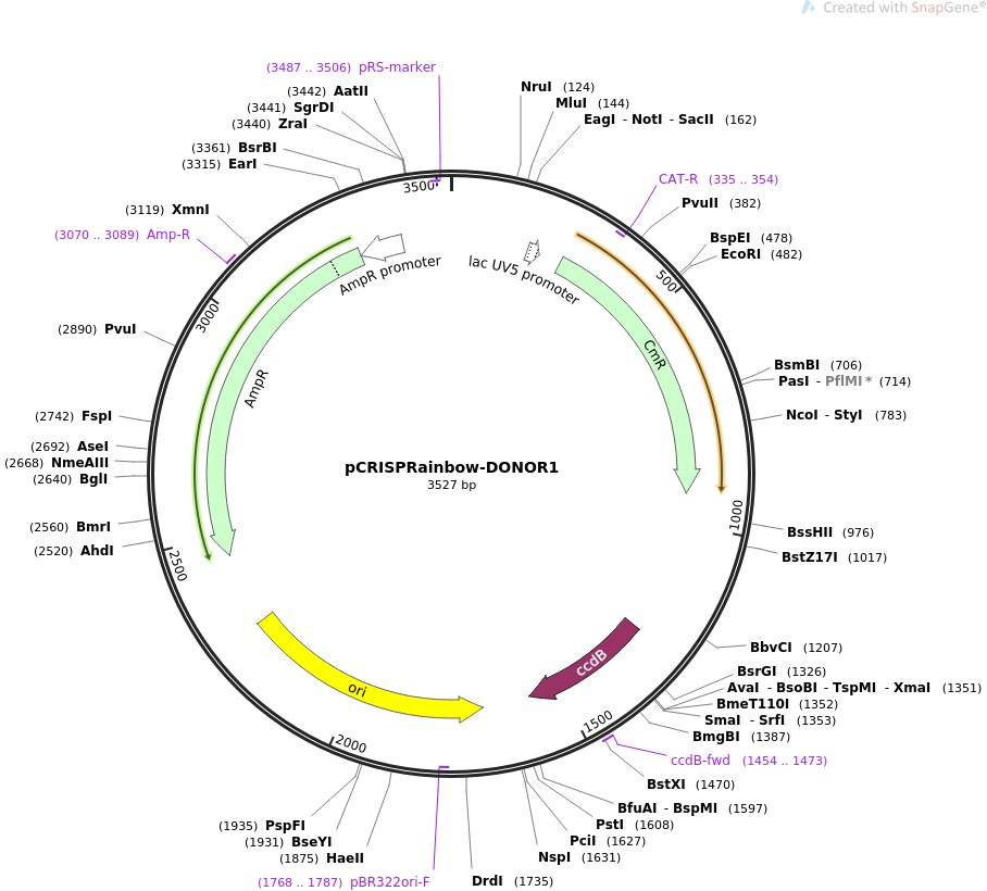 pCRISPRainbow-DONOR1图片