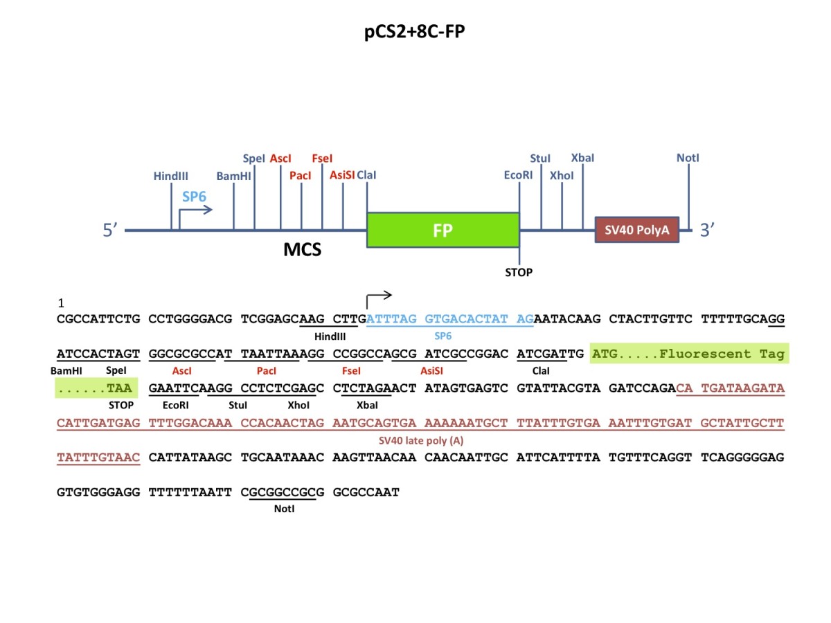 pCS2+8CCerulean图片