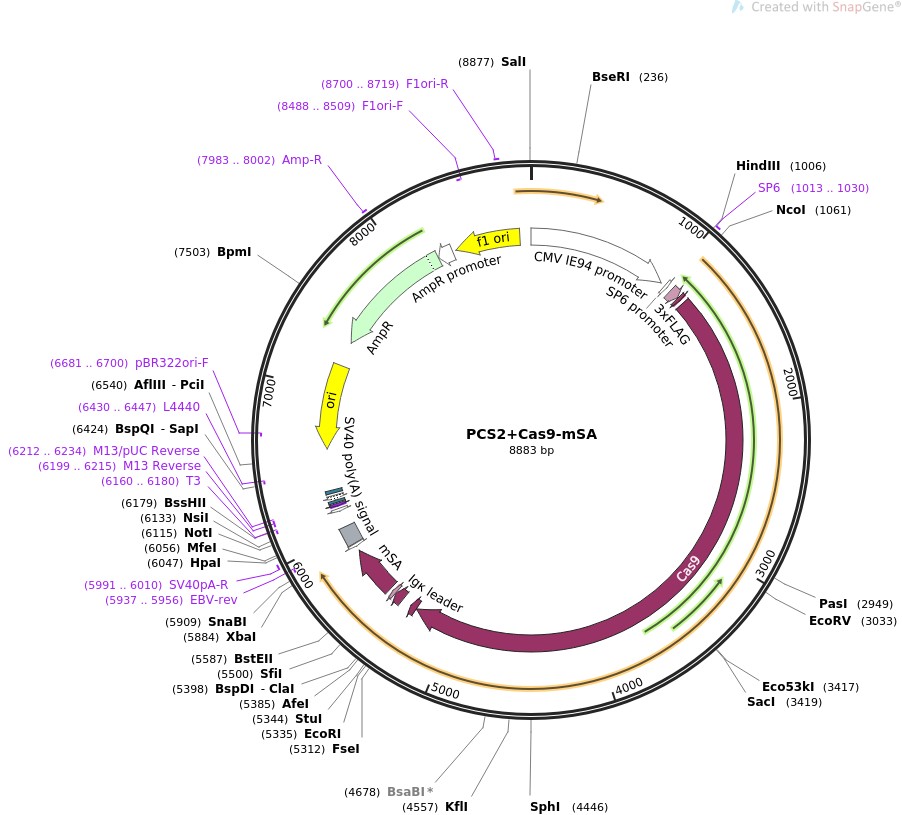 PCS2+Cas9-mSA图片