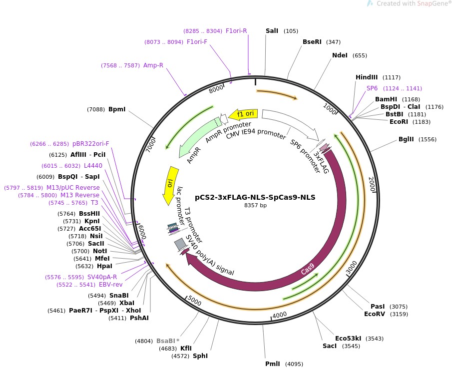 pCS2-3xFLAG-NLS-SpCas9-NLSͼƬ