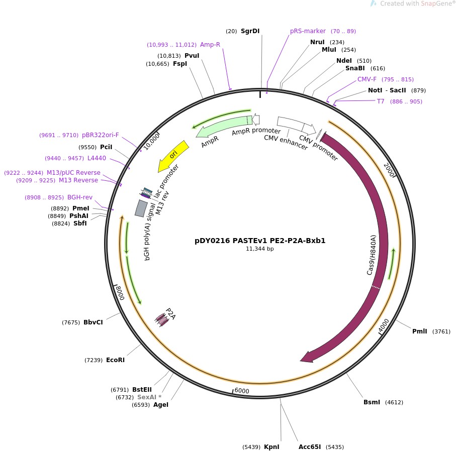 pDY0216 PASTEv1 PE2-P2A-Bxb1图片