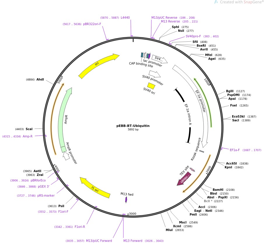 pEBB-BT-Ubiquitin图片