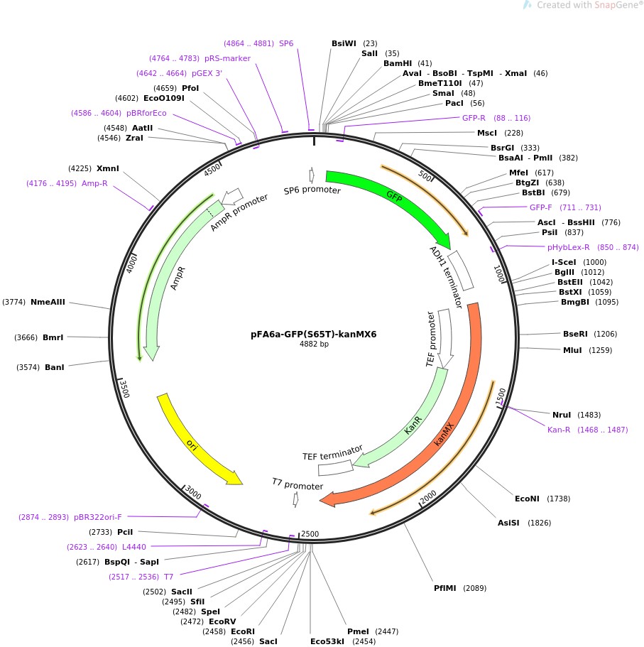 pFA6a-GFP(S65T)-kanMX6图片