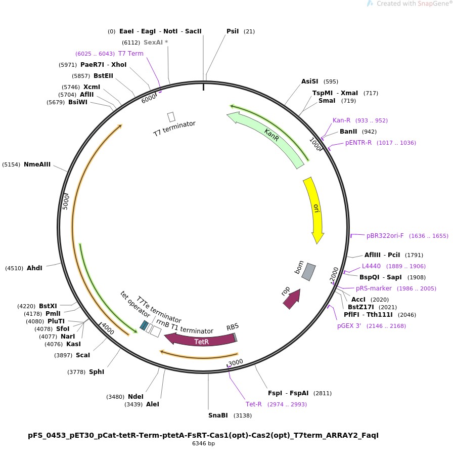 pFS-0453-pET30-pCat-tetR-Term-ptetA-FsRT-Cas1(opt)-Cas2(opt)-T7term-ARRAY2-FaqI图片
