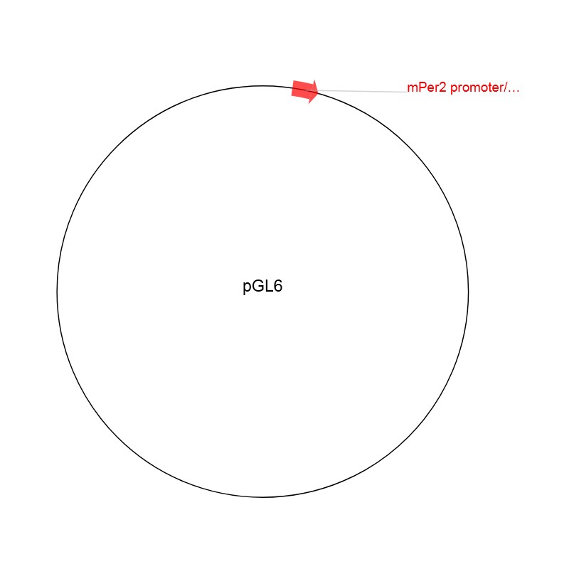 pGL6图片