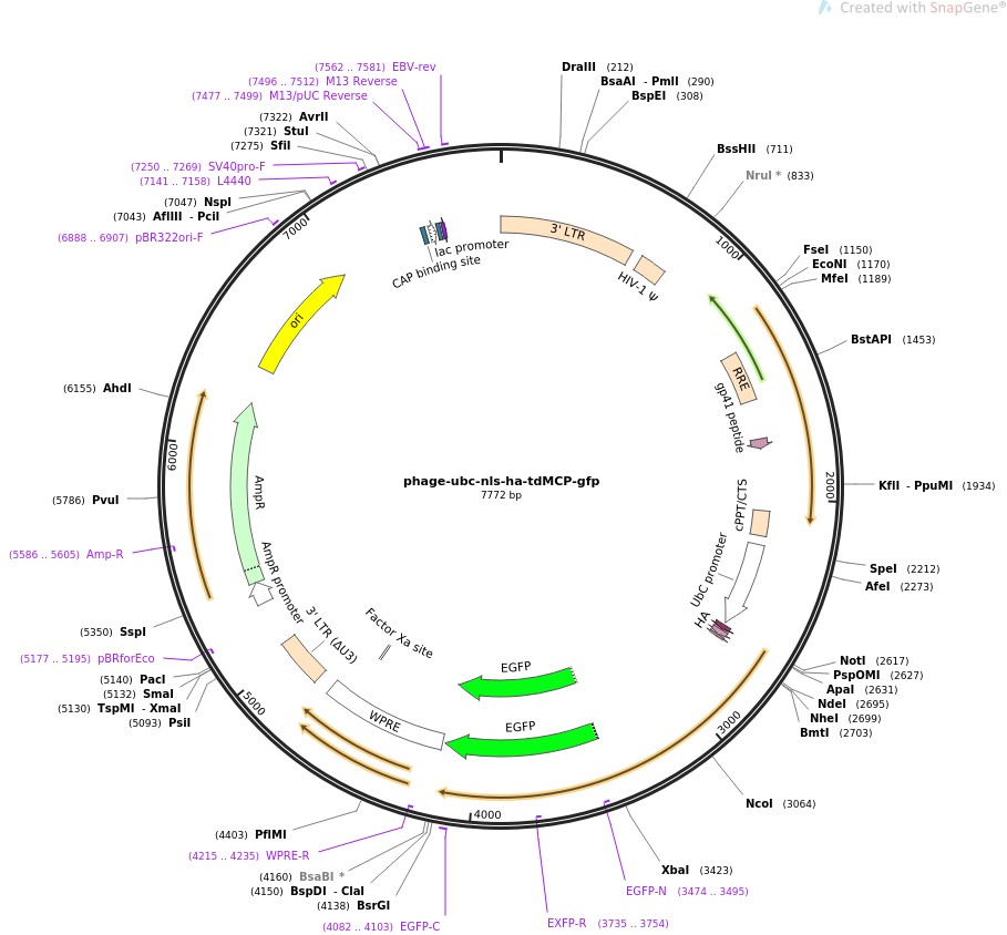 phage-ubc-nls-ha-tdMCP-gfp图片