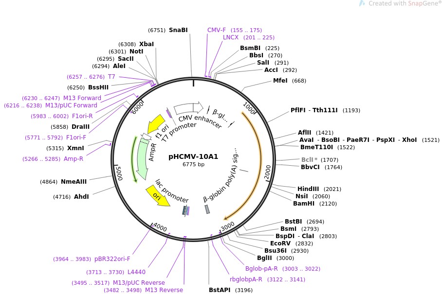pHCMV-10A1图片