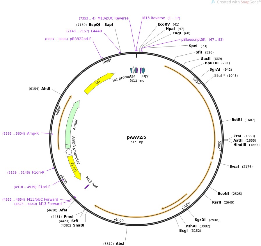 pAAV2/5图片