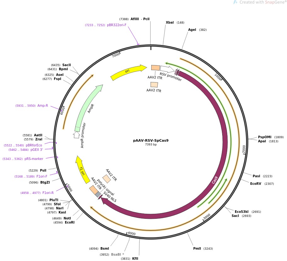 pAAV-RSV-SpCas9图片