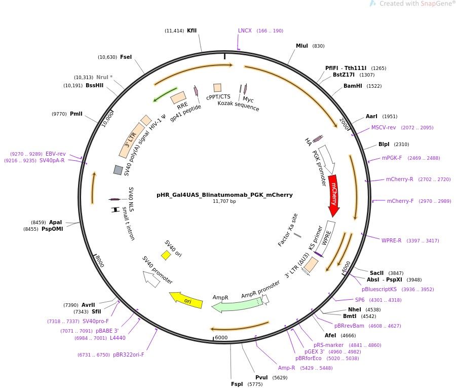 pHR-Gal4UAS-Blinatumomab-PGK-mCherry图片