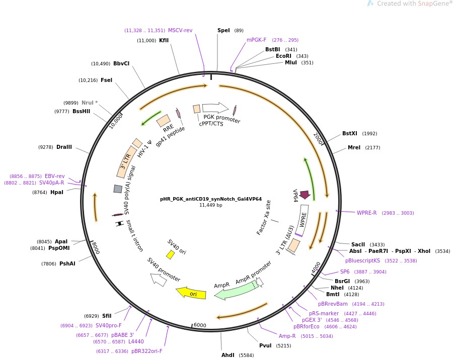 pHR-PGK-antiCD19-synNotch-Gal4VP64图片