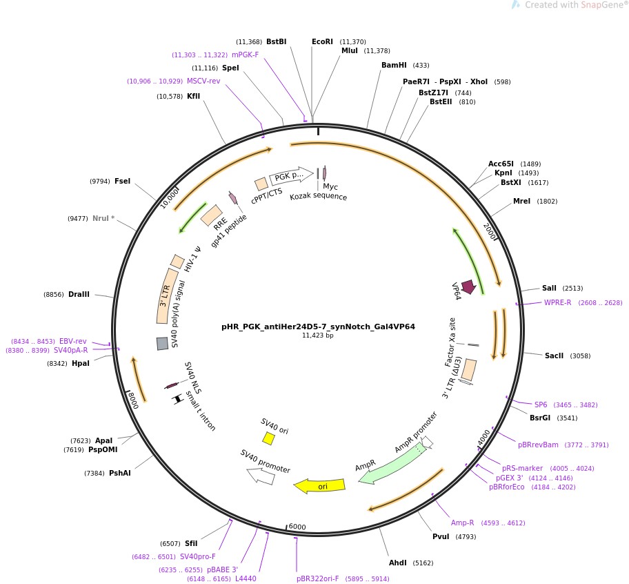 pHR-PGK-antiHer24D5-7-synNotch-Gal4VP64图片