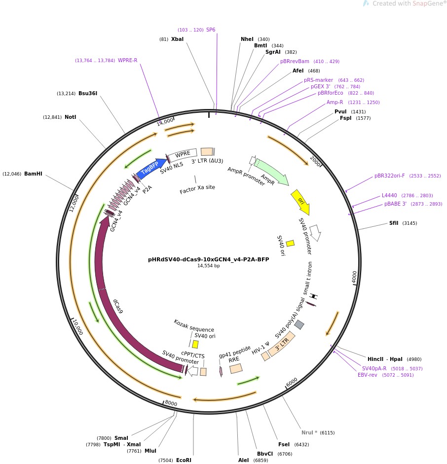 pHRdSV40-dCas9-10xGCN4-v4-P2A-BFP图片