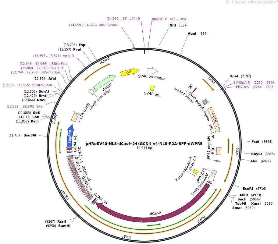 pHRdSV40-NLS-dCas9-24xGCN4-v4-NLS-P2A-BFP-dWPRE图片