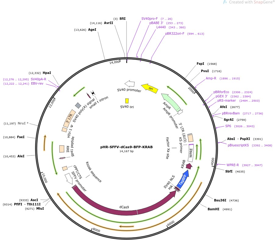 pHR-SFFV-dCas9-BFP-KRAB图片
