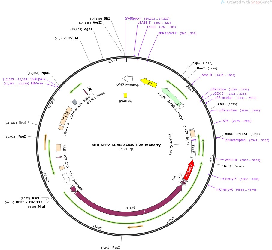 pHR-SFFV-KRAB-dCas9-P2A-mCherry图片