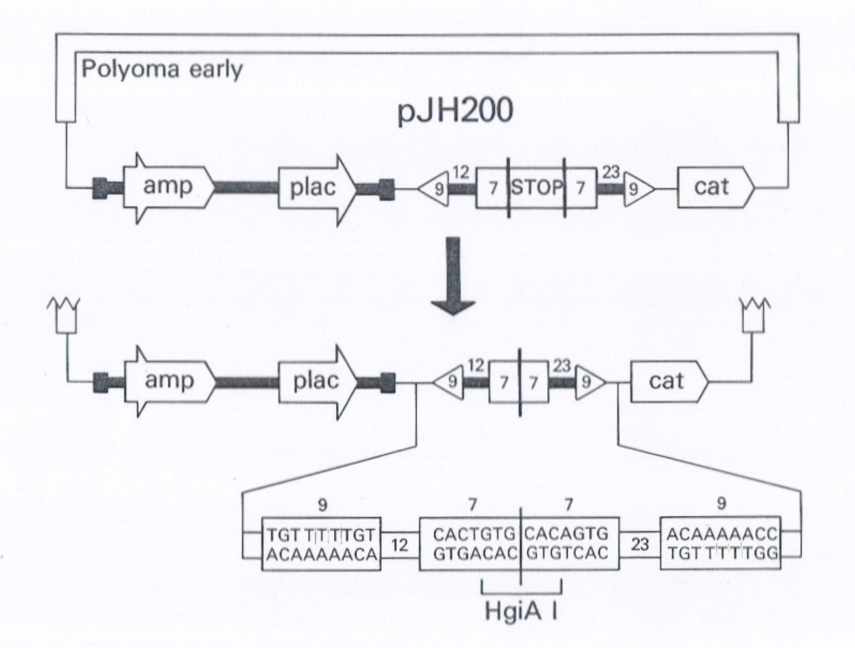 pJH200图片
