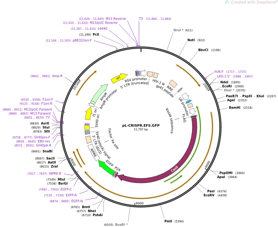 pL-CRISPR.EFS.GFP图片
