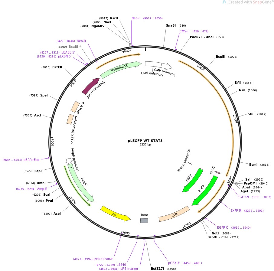 pLEGFP-WT-STAT3图片