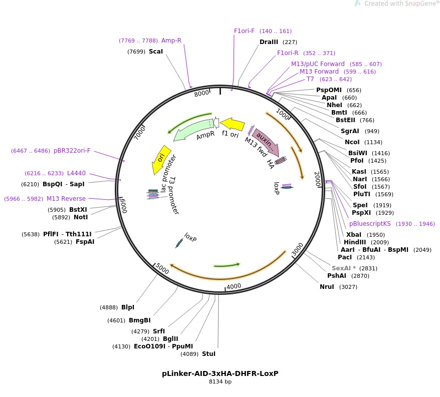 pLinker-AID-3xHA-DHFR-LoxP图片