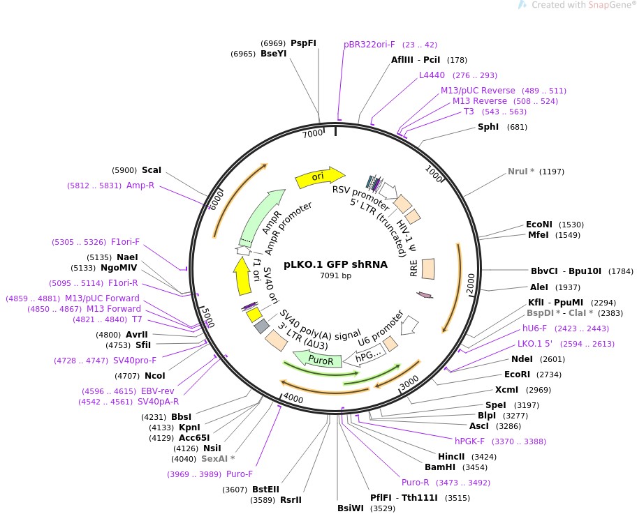 pLKO.1 GFP shRNA图片