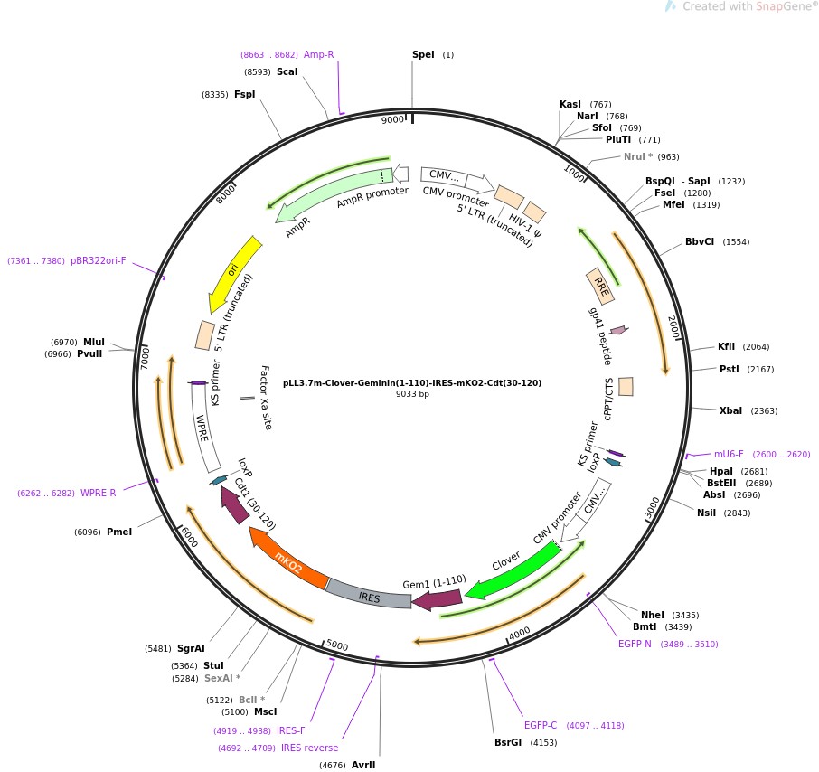 pLL3.7m-Clover-Geminin(1-110)-IRES-mKO2-Cdt(30-120)图片