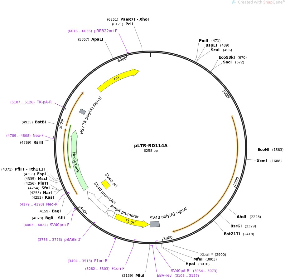 pLTR-RD114A图片