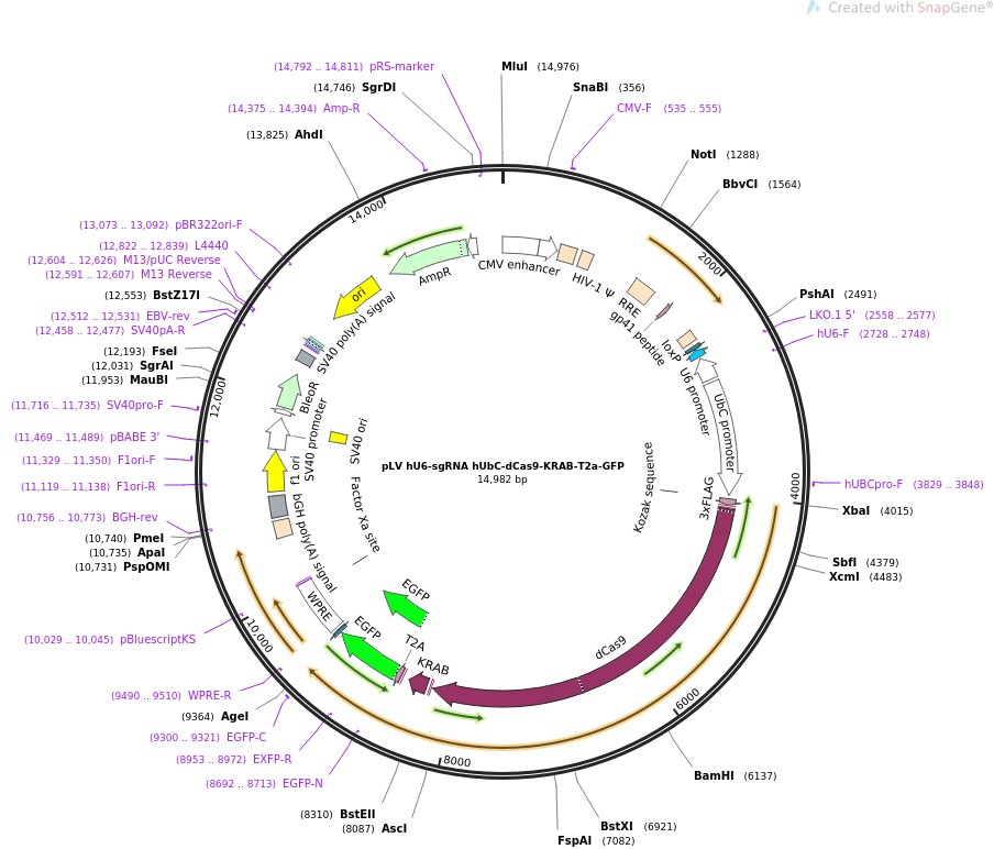 pLV hU6-sgRNA hUbC-dCas9-KRAB-T2a-GFP图片
