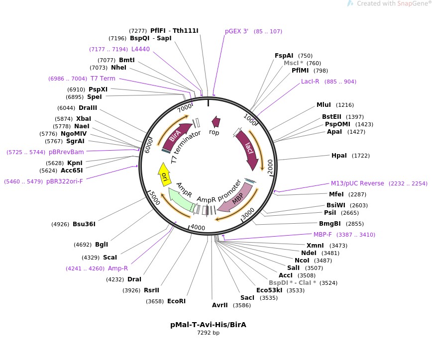 pMal-T-Avi-His/BirA图片