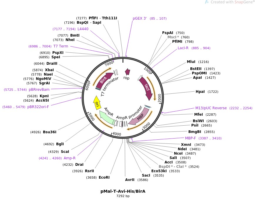 pMal-T-Avi-His/BirAͼƬ