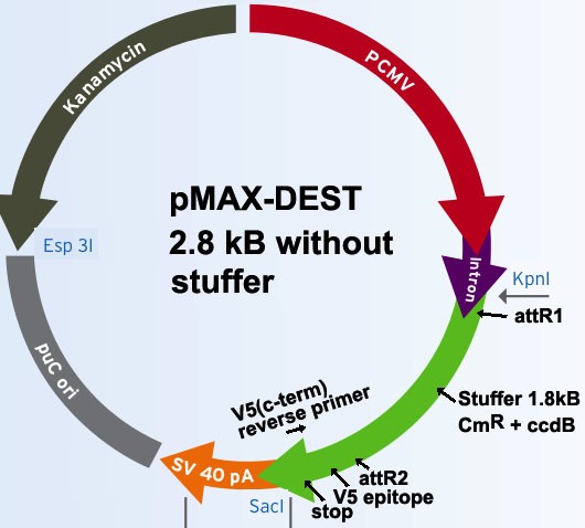 pMAX-DEST图片