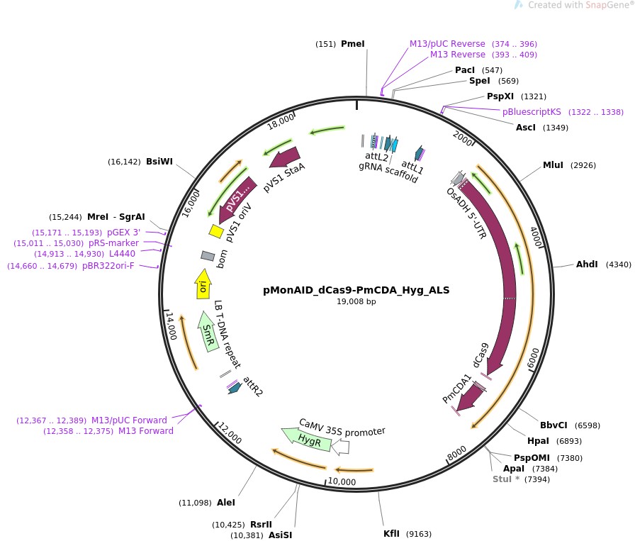 pMonAID-dCas9-PmCDA-Hyg-ALS图片