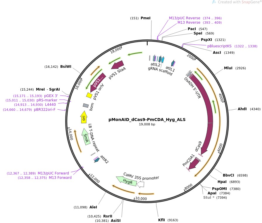 pMonAID-dCas9-PmCDA-Hyg-ALSͼƬ