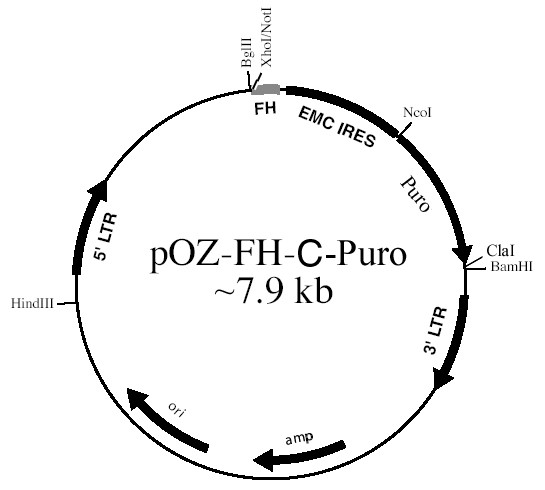 pOZ-FH-C-puro图片