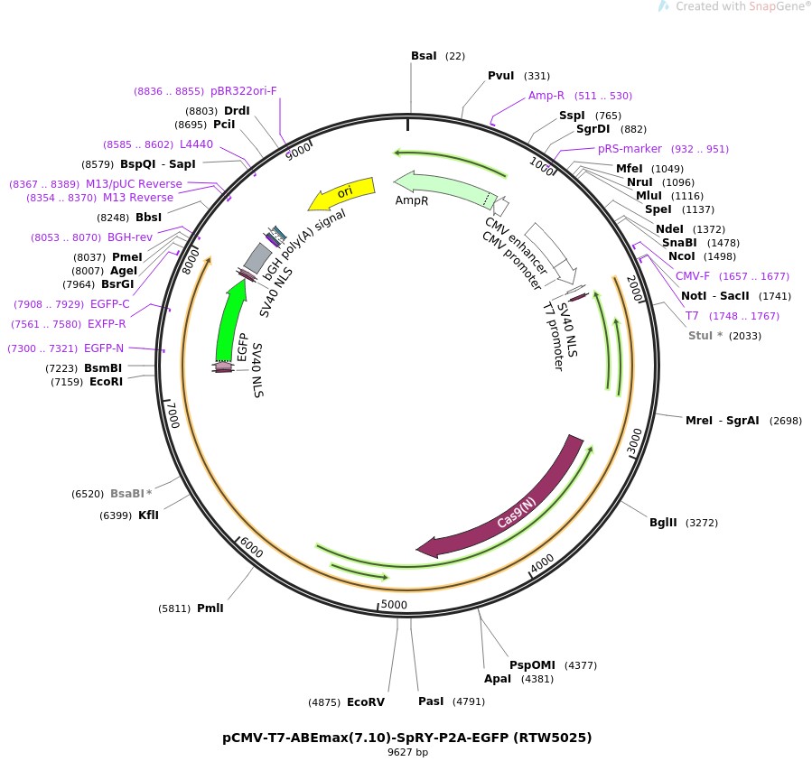pCMV-T7-ABEmax(7.10)-SpRY-P2A-EGFP (RTW5025)图片