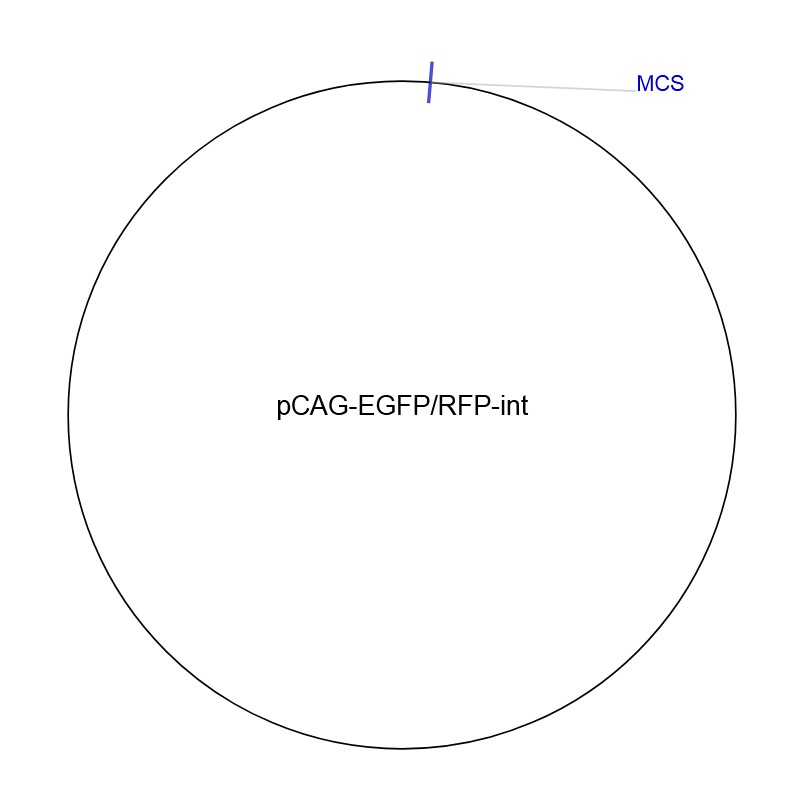 pCAG-EGFP/RFP-int图片