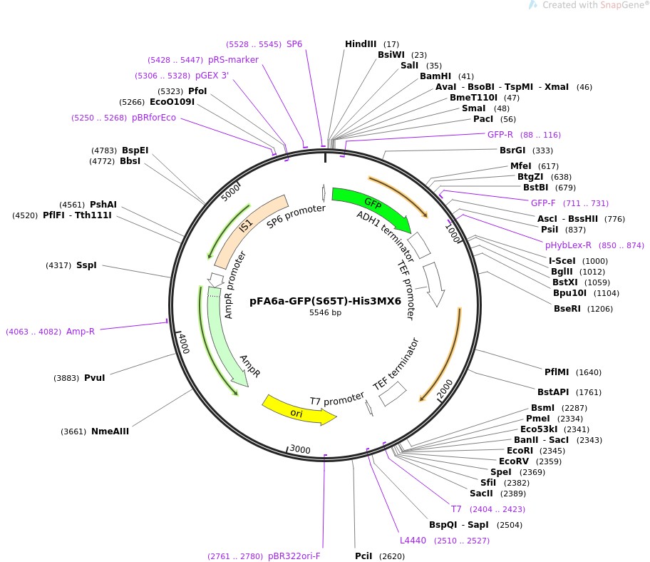 pFA6a-GFP(S65T)-His3MX6图片