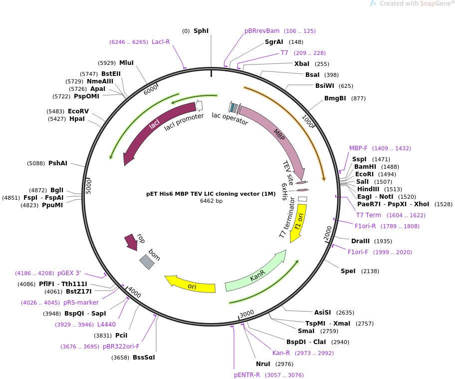 pET His6 MBP TEV LIC cloning vector (1M)图片